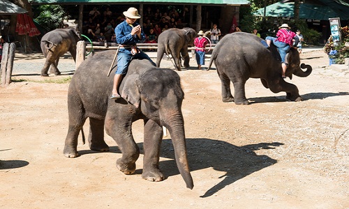 Bạn nên đi thăm địa điểm nổi tiếng nhất trong Thái Lan đó là Chiang Mai