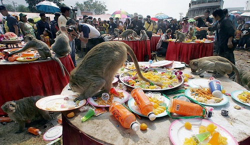 Lễ hội buffet dành cho khỉ